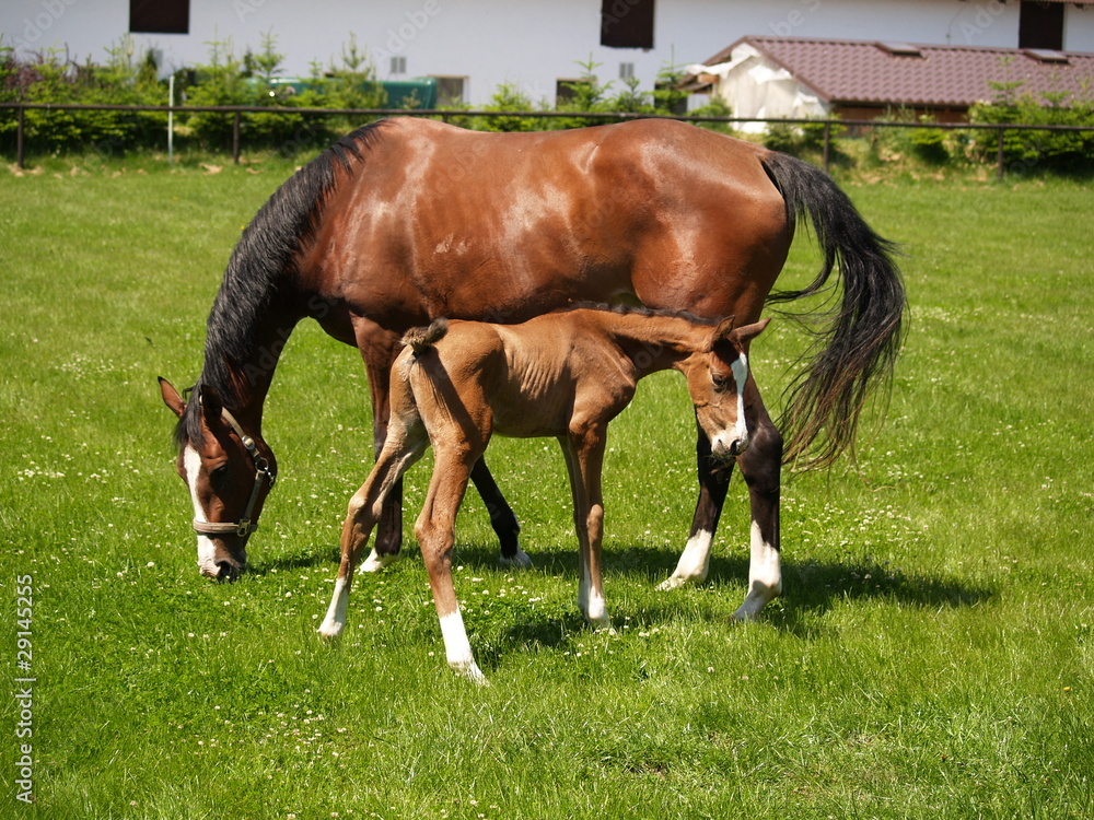 New born little foal with mare in the medow New born little foal with mare in the medow