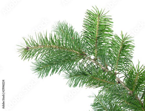 spruce