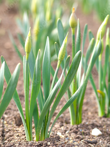 Obraz na płótnie Macro shot of earliest braird narcissus  in springtime