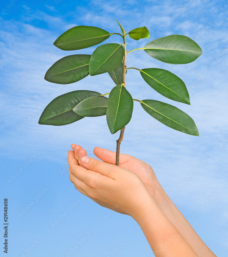 Tree in hands Tree in hands