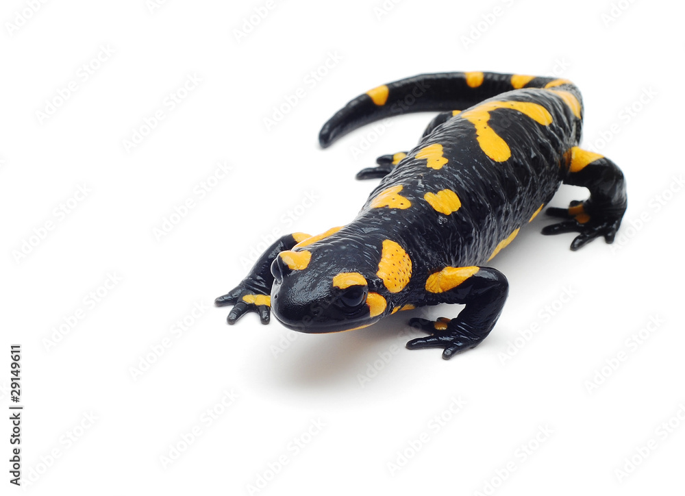 salamander salamander