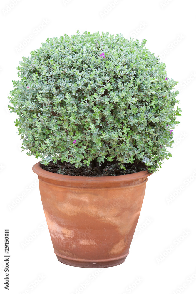 Fototapeta premium tree in flowerpot