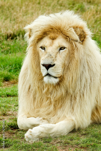 Beautiful Male white lion