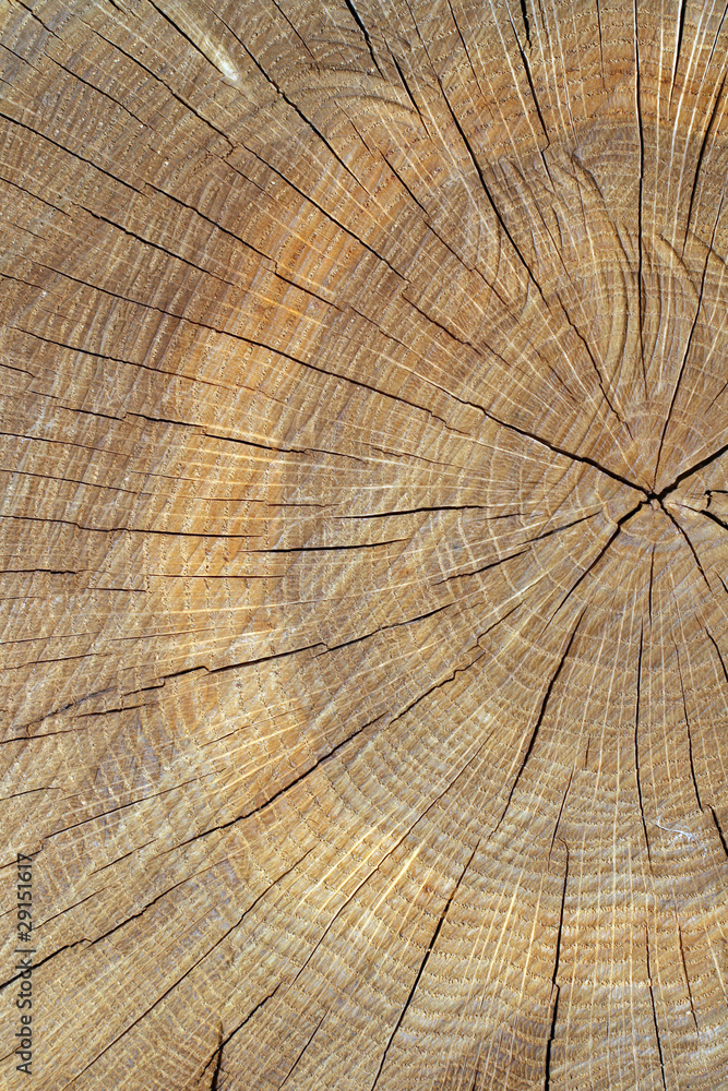 Fototapeta premium Drzewo ścięte tekstury