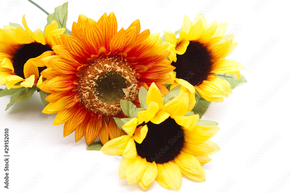 Obraz premium Sonnenblumen