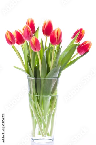 Fresh tulips