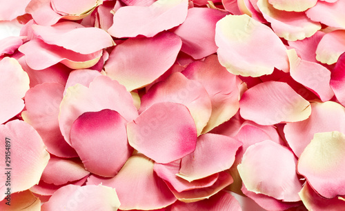 Background of pink rose petals