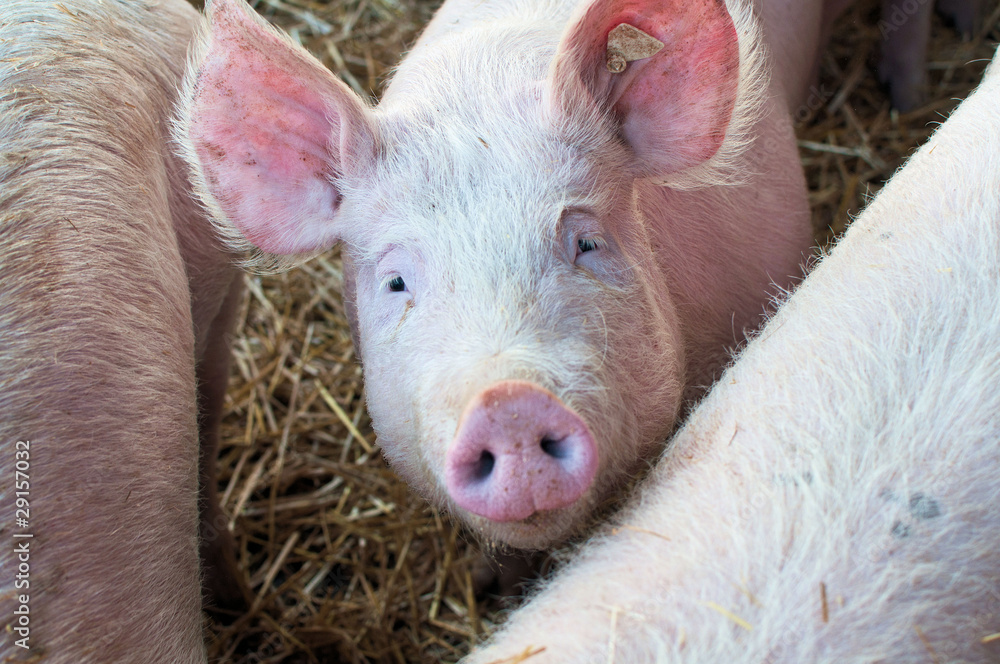 Young pig Young pig