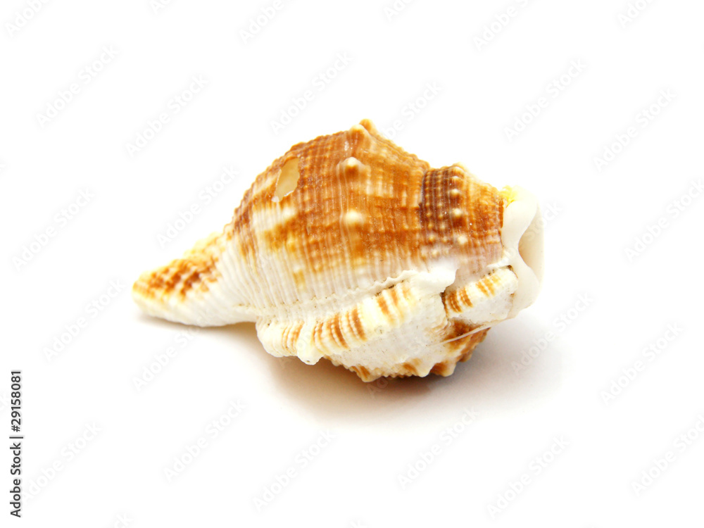 Sea shell with reflection on white background