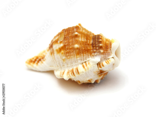 Sea shell with reflection on white background