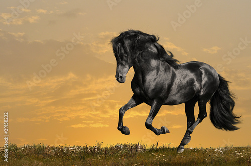 black horse runs gallop #29158232