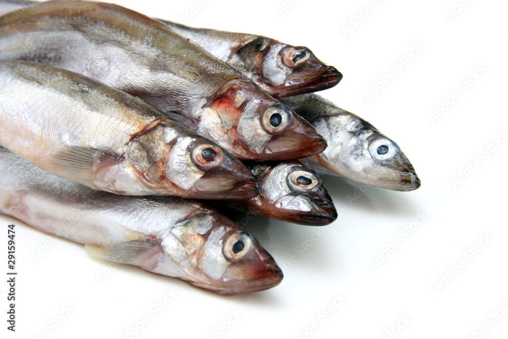 Capelin fish isolated on the white background Capelin fish isolated on the white background