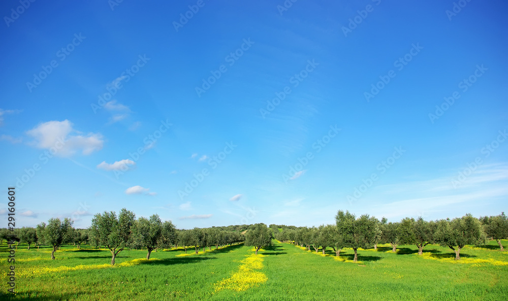 Olives tree in green field at Portugal. Olives tree in green field at Portugal.