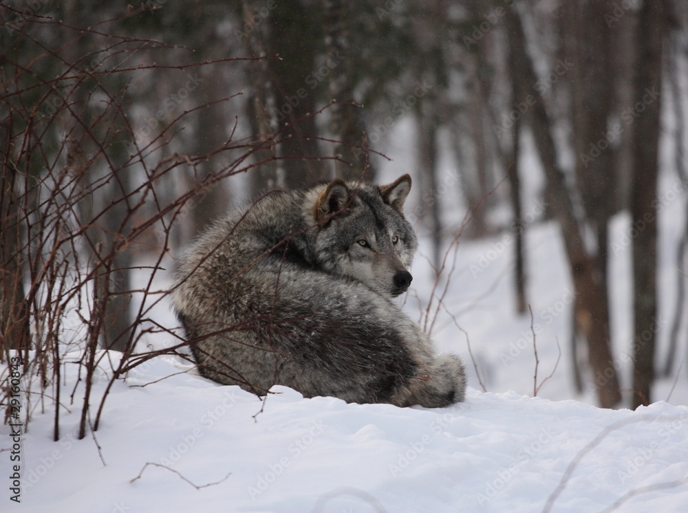 Naklejka premium loup gris