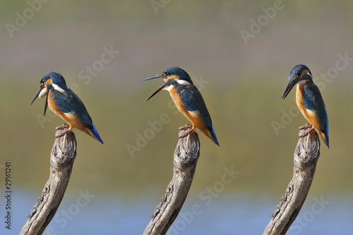 The Common Kingfisher (Alcedo atthis) photo