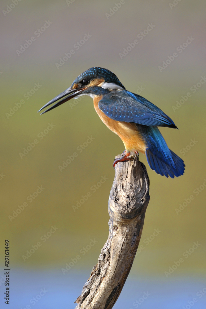 Fototapeta premium The Common Kingfisher (Alcedo atthis)