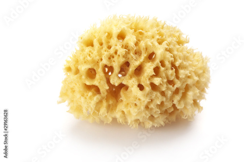 Bath sponge photo
