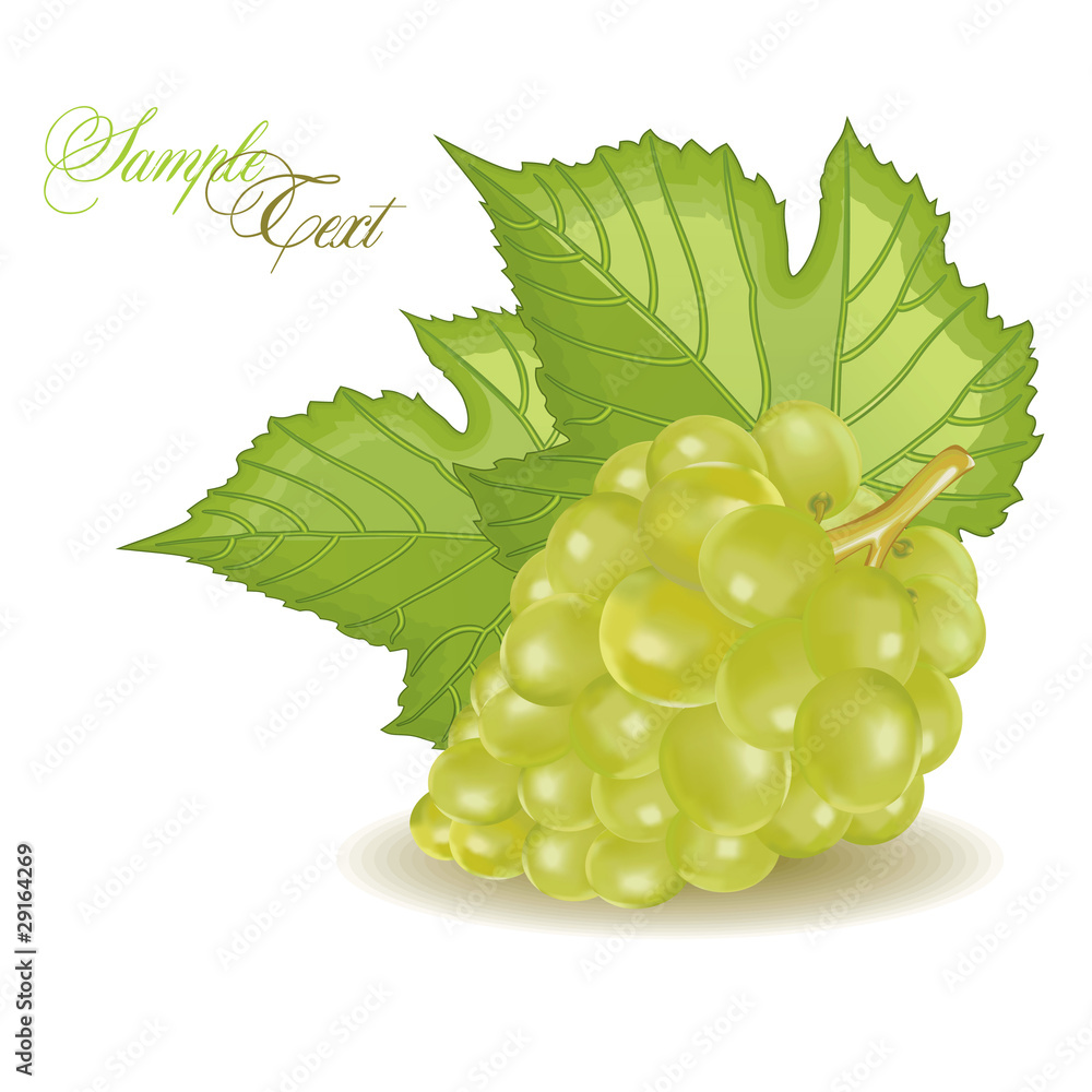 Obraz premium grapes