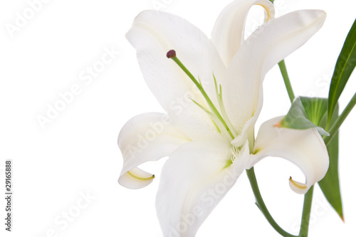 White lily flower on white background
