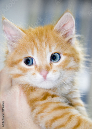 Cute orange kitten with blue eyes
