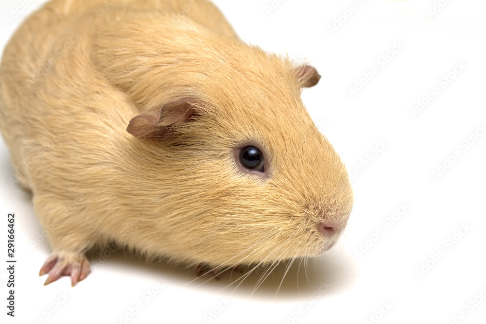 Hamster on white background Hamster on white background