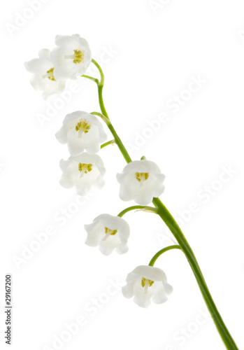 Lily of the valley isolated