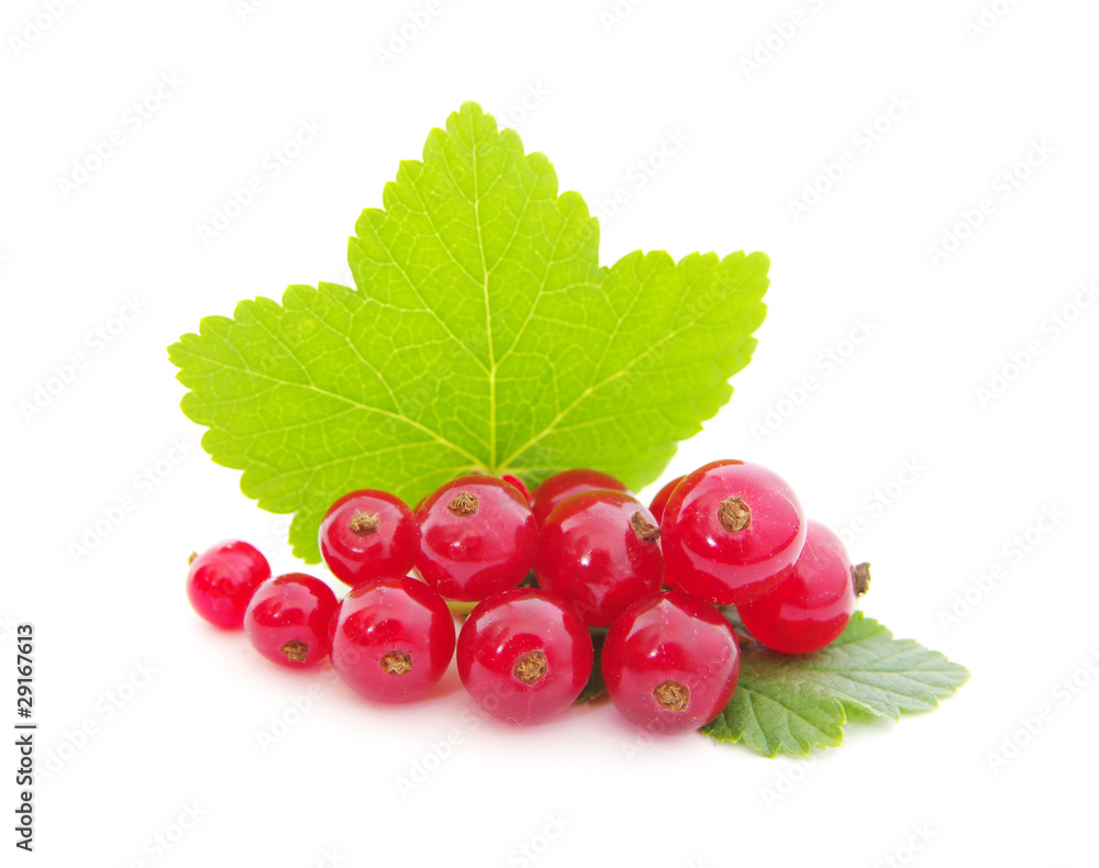 red currants red currants