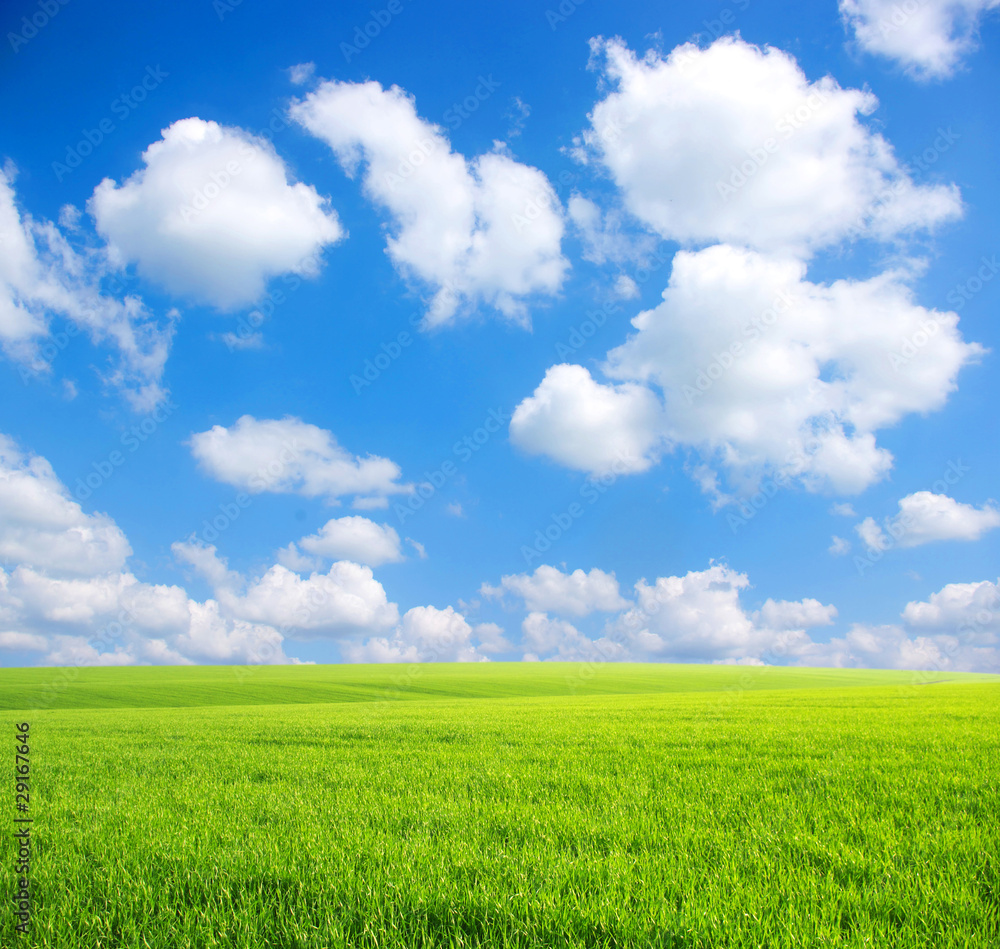 Obraz premium meadow