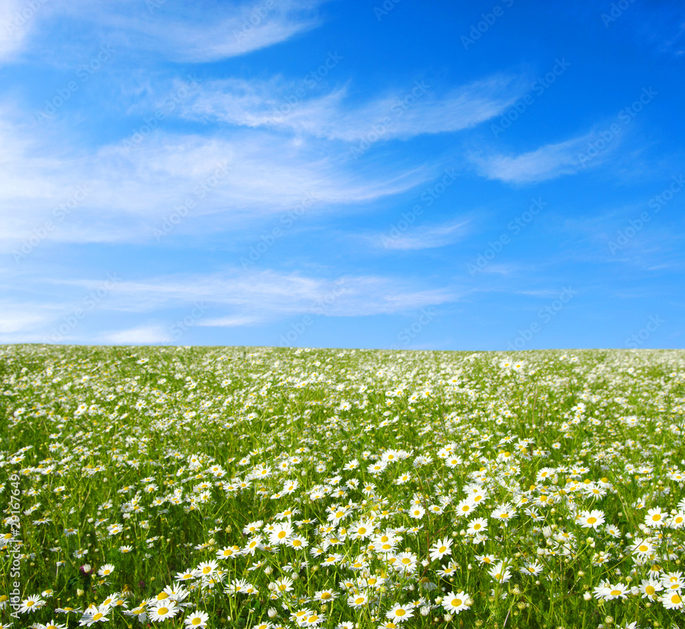 field of camomiles field of camomiles