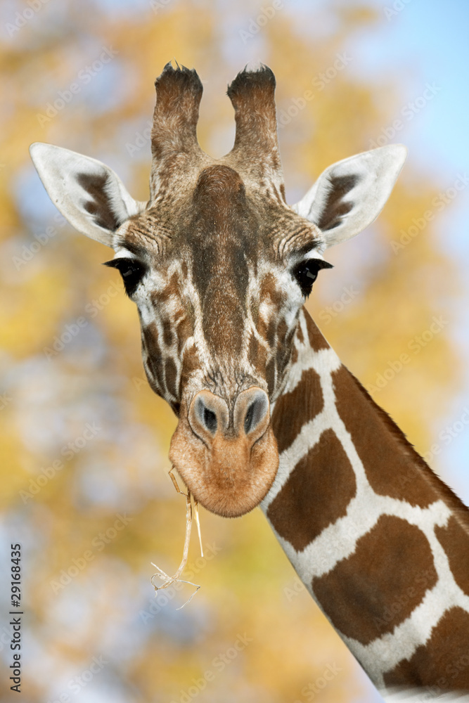 Naklejka premium Giraffe in Natur