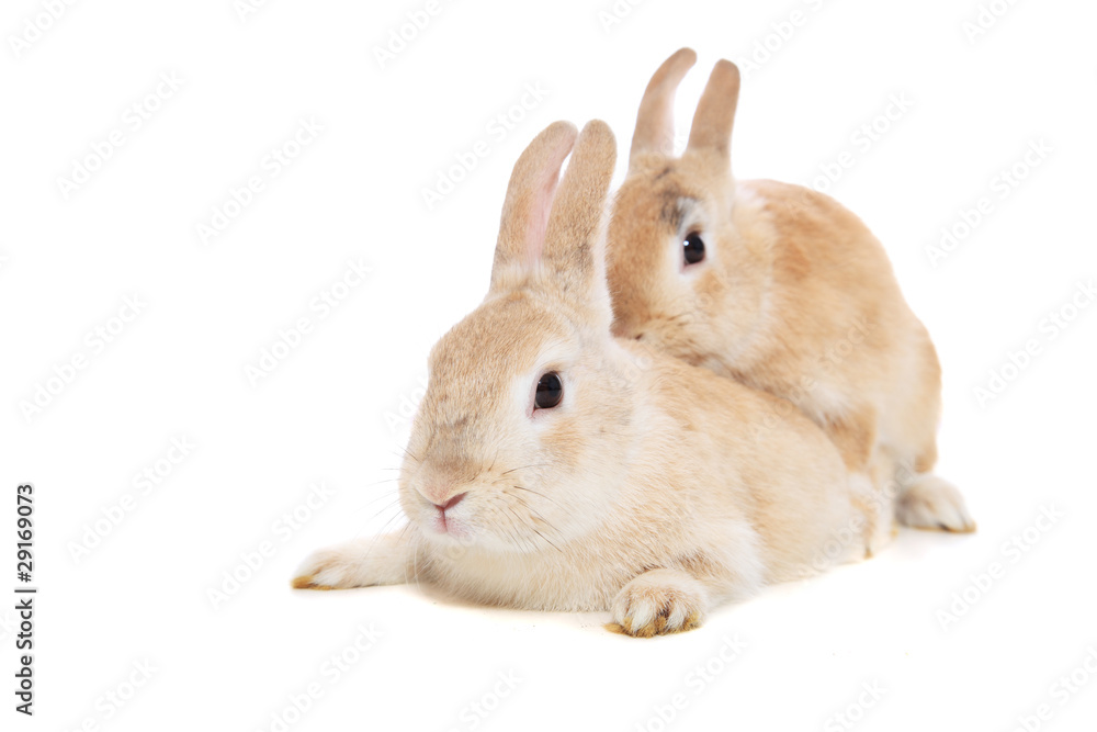 Naklejka premium Sich paarende Kaninchen