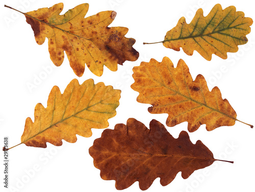 Tableau sur toile Feuilles de Chêne