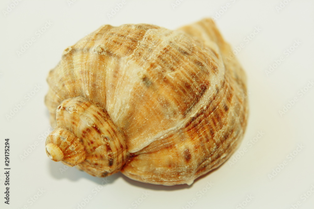 Sea shell