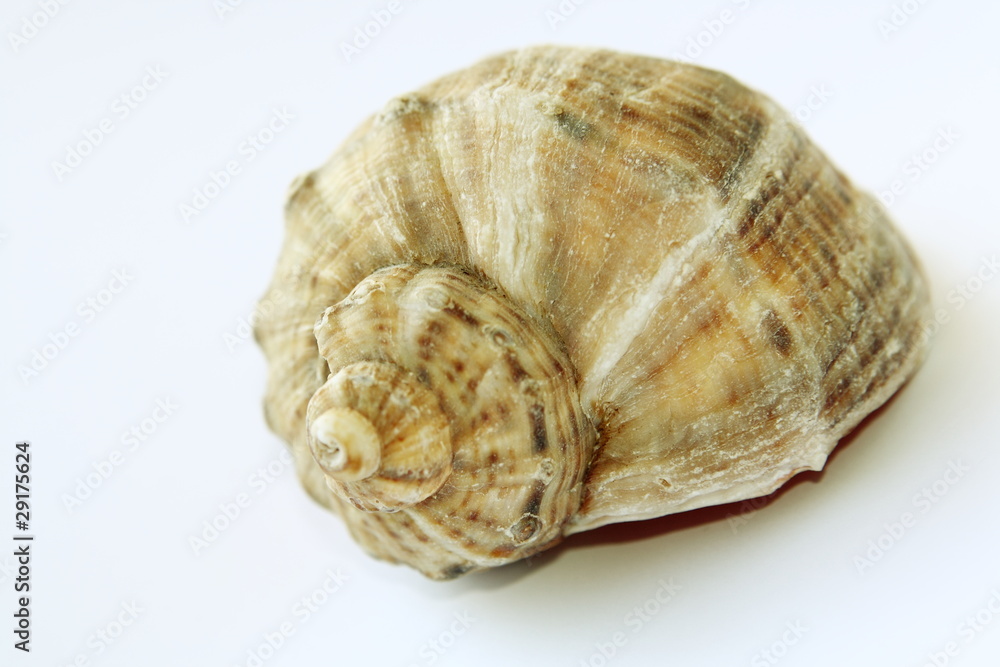 Conch shell isolated