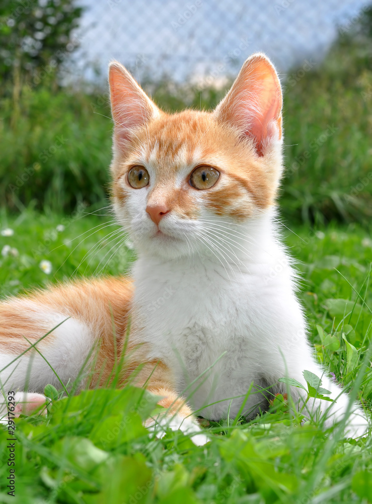 young cat in the grass