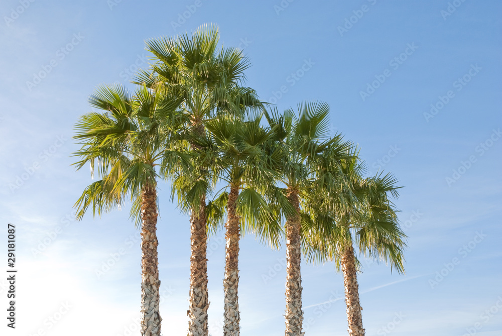 Naklejka premium Group of Palm Trees