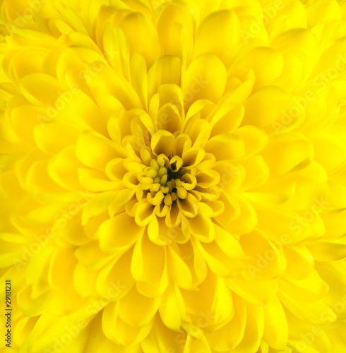 Yellow Chrysanthemum Flower Head Closeup