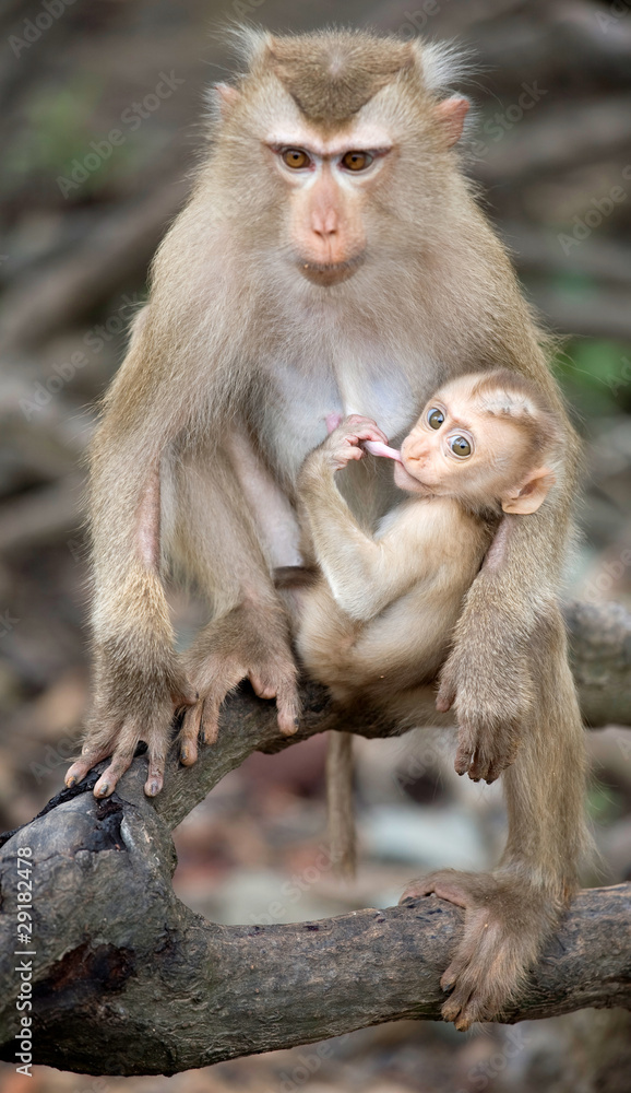 Affe mit Baby in freier Wildbahn