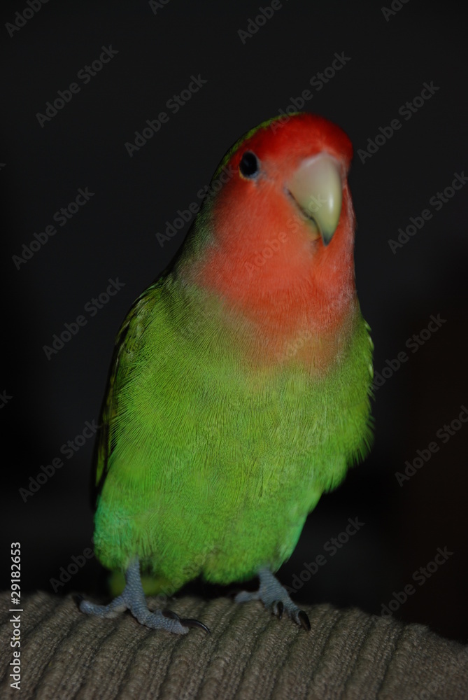 Naklejka premium agapornis roseicollis