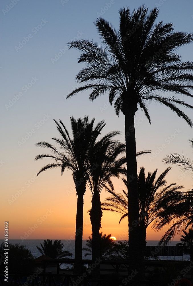 Soleil levant et palmiers