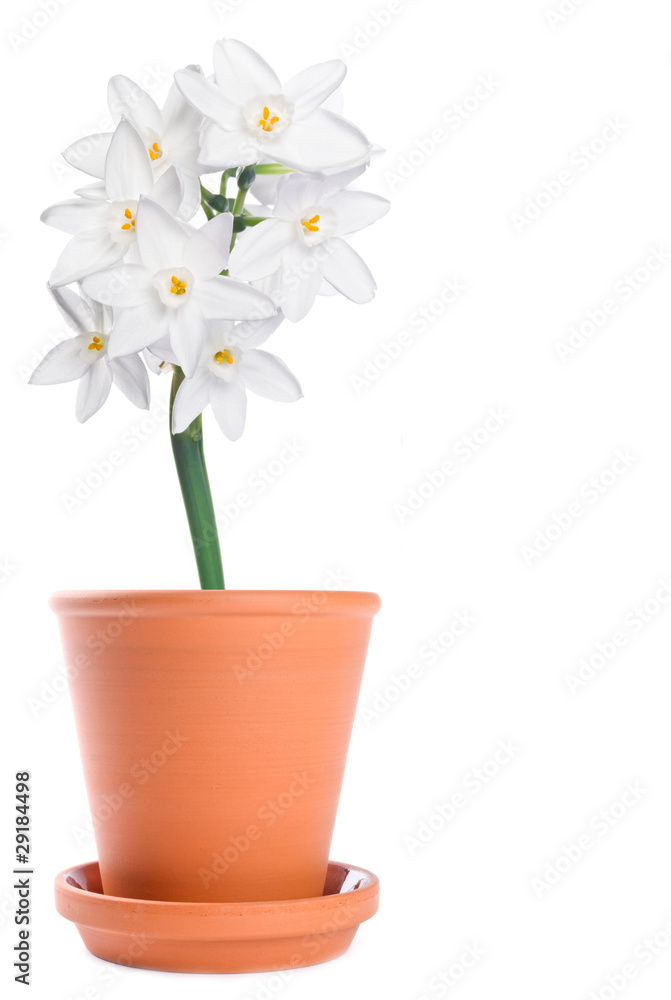 White Narcissus in  Terracotta Pot Isolated on White
