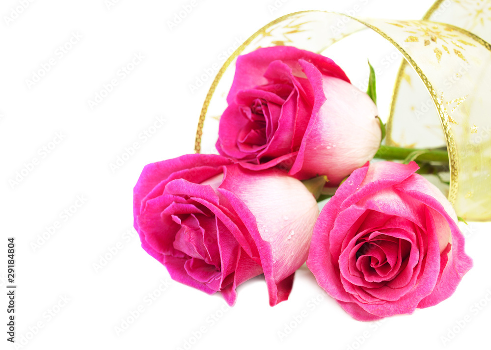 Fototapeta premium Roses