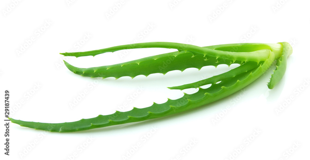 Aloe vera Aloe vera