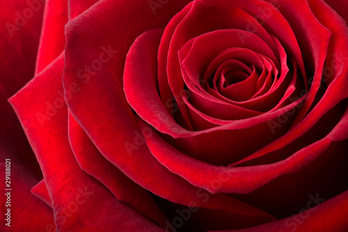 фотографія Rose close-up