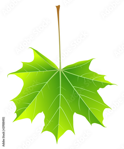 Acer platanoides [V] Ahornblatt | maple leaf / ~d