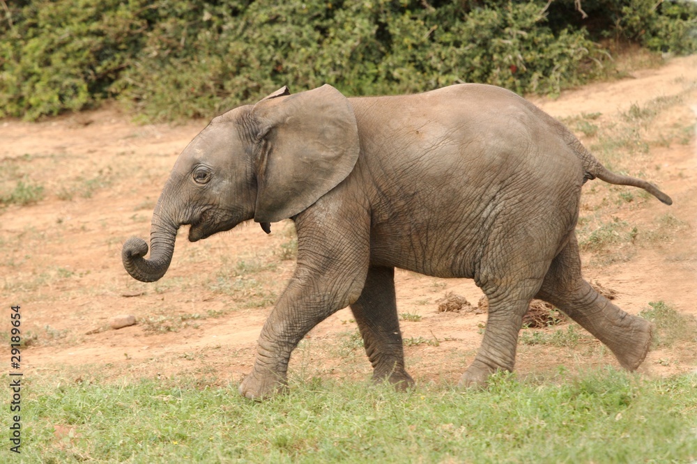 Young Elephant Running