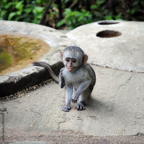 Baby monkey kidding with its tongue