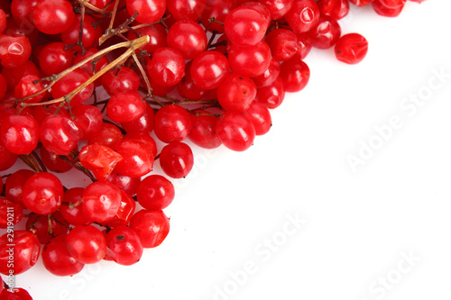 red berries of viburnum isolate on white
