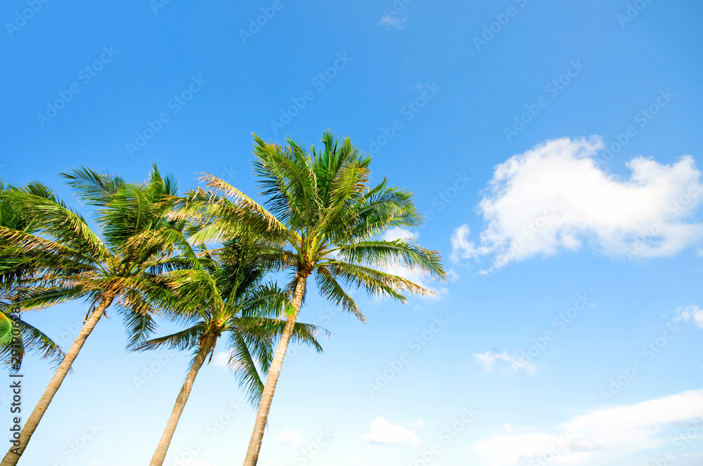 Palms trees on the beach during bright day Palms trees on the beach during bright day