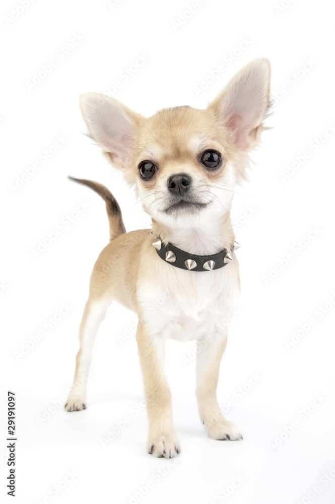small self-confident Chihuahua puppy portrait